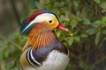 A colourful male Madarin Duck show of its beautiful colourful feathers at a pond in South Africa